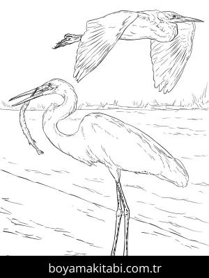 Hayvanlar boyama sayfası,  coloring page, , Two Great White Egrets