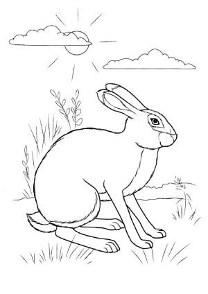 Hayvanlar boyama sayfası,  coloring page, Vahşi Tavşan boyama sayfası, 