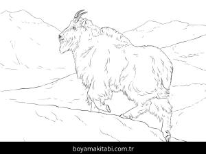 Hayvanlar boyama sayfası,  coloring page, , Realistic Mountain Goat Coloring Page