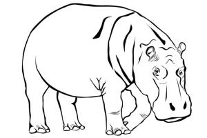 Hayvanlar boyama sayfası,  coloring page, Üzgün su aygırı, 