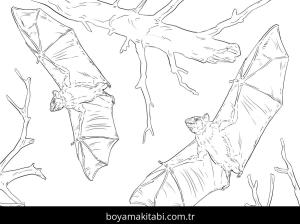 Hayvanlar boyama sayfası,  coloring page, , Common Fruit Bats