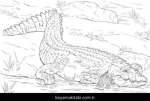 Hayvanlar boyama sayfası,  coloring page, , Realistic Nile Crocodile Coloring Page