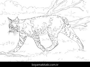 Hayvanlar boyama sayfası,  coloring page, , Realistic Bobcat Coloring Page