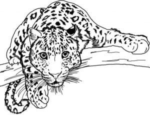 Hayvanlar boyama sayfası,  coloring page, Leopar ağaç dalından avını arıyor, 