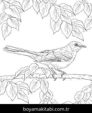 Hayvanlar boyama sayfası,  coloring page, , Realistic Northern Mockingbird Coloring Pages