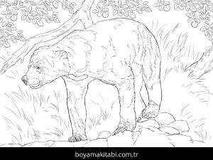 Hayvanlar boyama sayfası,  coloring page, , Realistic Sun Bear Coloring Page
