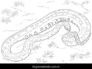 Hayvanlar boyama sayfası,  coloring page, , Green Anaconda Coloring Pages