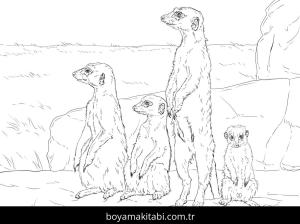 Hayvanlar boyama sayfası,  coloring page, , Meerkats Standing Up