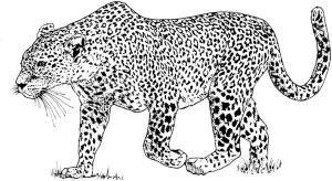 Hayvanlar boyama sayfası,  coloring page, Leopar, boyama için en sevilen hayvanlardan biridir, bu nedenle seçimimizde bunlardan çok sayıda var, 