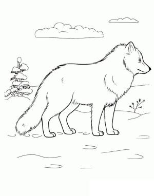 Hayvanlar boyama sayfası,  coloring page, Kışın güzel kutup tilkisi, 