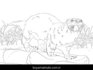 Hayvanlar boyama sayfası,  coloring page, , North American River Otter Coloring Page