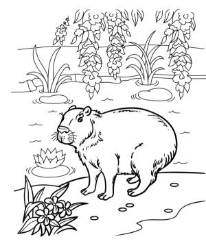 Hayvanlar boyama sayfası,  coloring page, Gine Domuzu boyama sayfası, 