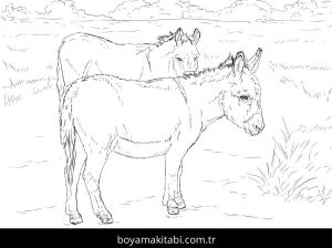 Hayvanlar boyama sayfası,  coloring page, , Realistic Donkeys