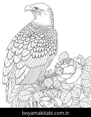 Hayvanlar boyama sayfası,  coloring page, , Bald Eagle