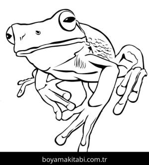 Hayvanlar boyama sayfası,  coloring page, , Realistic Frog
