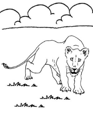 Hayvanlar boyama sayfası,  coloring page, Dişi Aslan, 