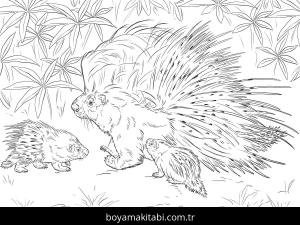 Hayvanlar boyama sayfası,  coloring page, , African Crested Porcupine