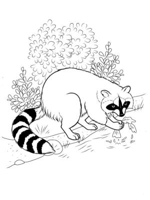 Hayvanlar boyama sayfası,  coloring page, Rakun gargarası., 