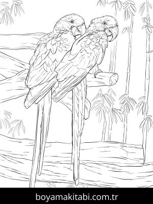 Hayvanlar boyama sayfası,  coloring page, , Pair Of Hyacinth Macaws
