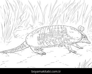 Hayvanlar boyama sayfası,  coloring page, , Realistic Nine Banded Armadillo Coloring Page