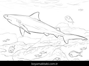 Hayvanlar boyama sayfası,  coloring page, , Realistic Bull Shark Coloring Page_Optimized