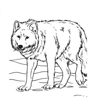 Hayvanlar boyama sayfası,  coloring page, Yalnız Kurt, 