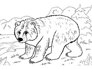 Hayvanlar boyama sayfası,  coloring page, Küçük ayı., 