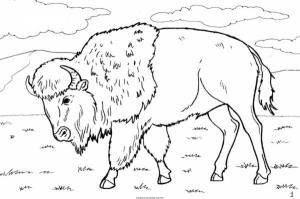 Hayvanlar boyama sayfası,  coloring page, Buffalo, 