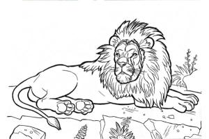 Hayvanlar boyama sayfası,  coloring page, Somurtkan aslan, 