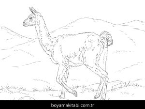 Hayvanlar boyama sayfası,  coloring page, , Realistic Guanaco Coloring Page