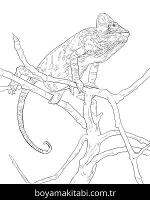 Hayvanlar boyama sayfası,  coloring page, , Realistic Vveiled Chameleon Coloring Pages