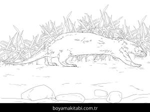 Hayvanlar boyama sayfası,  coloring page, , Northern River Otter Coloring Page