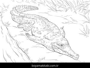 Hayvanlar boyama sayfası,  coloring page, , Orinoco Crocodile Coloring Pages
