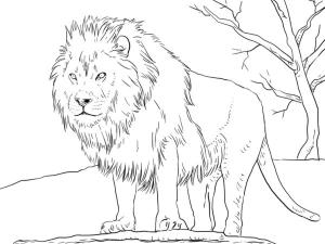 Hayvanlar boyama sayfası,  coloring page, Canavarların kralı, 