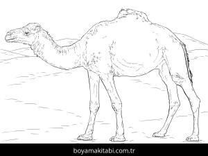 Hayvanlar boyama sayfası,  coloring page, , Realistic Dromedary Camel Coloring Page