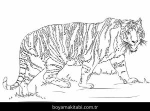 Hayvanlar boyama sayfası,  coloring page, , Tiger Coloring Page 3_Optimized Compressed