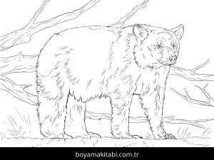 Hayvanlar boyama sayfası,  coloring page, , Realistic American Black Bear Coloring Page