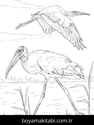 Hayvanlar boyama sayfası,  coloring page, , Wood Storks