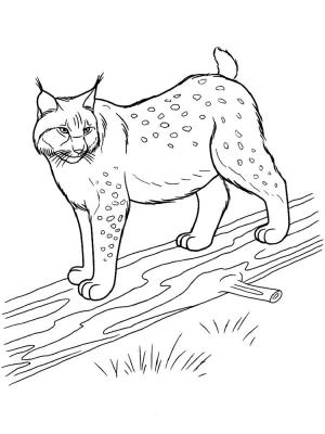 Hayvanlar boyama sayfası,  coloring page, Lynx, 