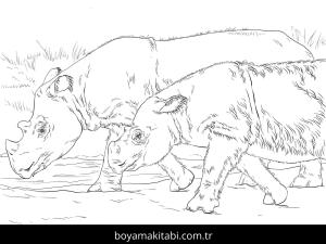 Hayvanlar boyama sayfası,  coloring page, , Sumatran Rhinos Coloring Page