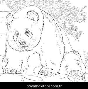 Hayvanlar boyama sayfası,  coloring page, , Giant Panda