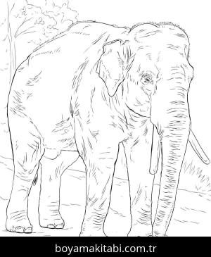 Hayvanlar boyama sayfası,  coloring page, , Asian Elephant Coloring Page