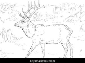 Hayvanlar boyama sayfası,  coloring page, , Tule Elk Deer