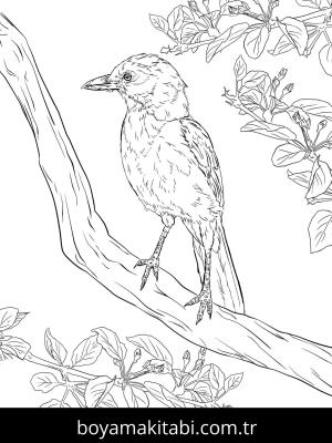 Hayvanlar boyama sayfası,  coloring page, , Realistic Florida Scrub Jay Coloring Page
