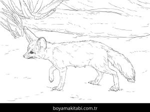 Hayvanlar boyama sayfası,  coloring page, , Curious Fennec Fox