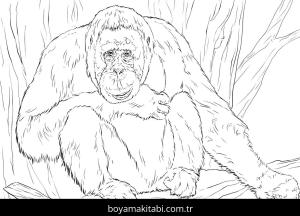 Hayvanlar boyama sayfası,  coloring page, , Realistic Bornean Orangutan Coloring Page