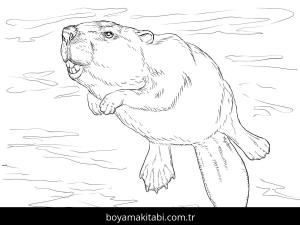 Hayvanlar boyama sayfası,  coloring page, , Swimming Beaver