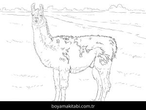 Hayvanlar boyama sayfası,  coloring page, , Realistic Llama Coloring Page