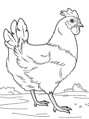 Hen boyama sayfası,  coloring page, Hoş Hen, 