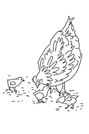 Hen boyama sayfası,  coloring page, Aç Hen ve üç Piliç, 